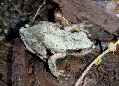 Spring Peeper