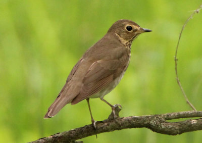 Swainson's Thrush 