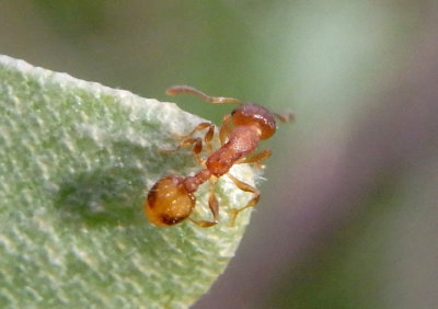 Temnothorax curvispinosus; Acorn Ant species