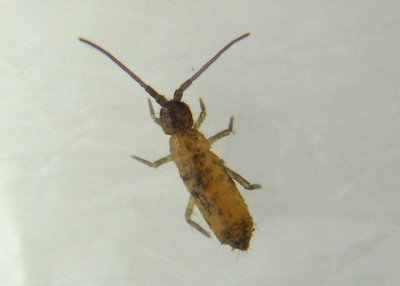 Tomoceridae Springtail species