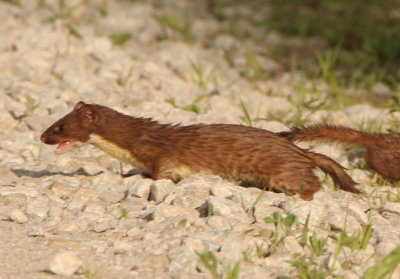 Long-tailed Weasel