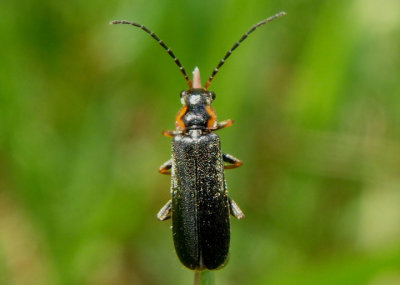 Rhagonycha angulata; Soldier Beetle species