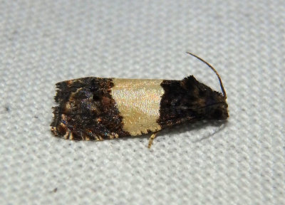 3184 - Epiblema tripartitana; Tortricid Moth species