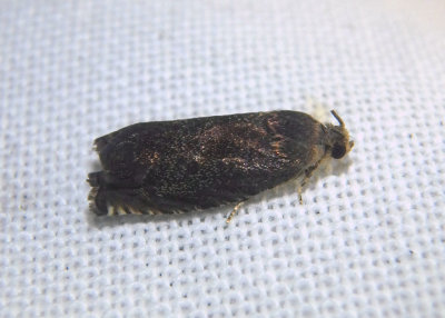 3471 - Cydia caryana; Hickory Shuckworm Moth