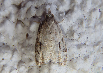 3583 - Anopina triangulana; Tortricid Moth species