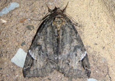 8719 - Euparthenos nubilis; Locust Underwing