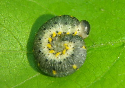 Abia Cimbicid Sawfly species larva