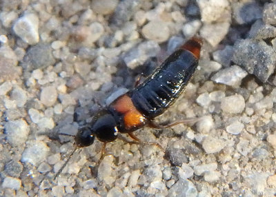 Aleochara Rove Beetle species