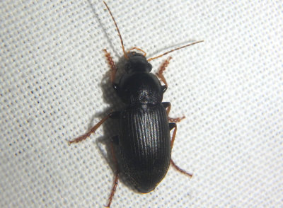 Amphasia sericea; Ground Beetle species
