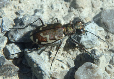 Cicindela repanda; Bronzed Tiger Beetle
