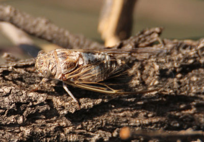 Diceroprocta eugraphica; Scrub Cicada species