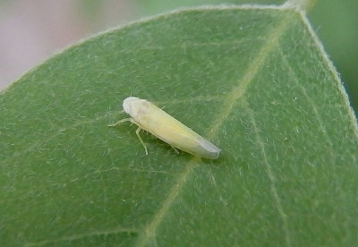 Edwardsiana Leafhopper species 
