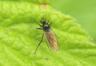 Empidoidea Fly species