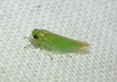 Empoasca Leafhopper species