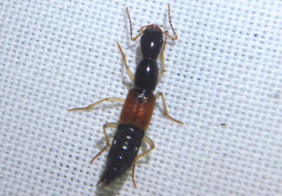 Homaeotarsus cribratus; Rove Beetle species