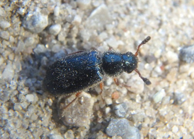 Necrobia rufipes; Red-legged Ham Beetle