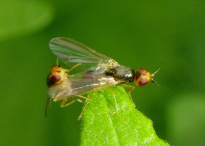 Chamaepsila Rust Fly species pair 