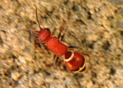 Timulla dubitata; Velvet Ant species; female
