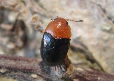 Triplax flavicollis; Pleasing Fungus Beetle species