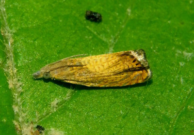 3406 - Dichrorampha bittana; Tortricid Moth species