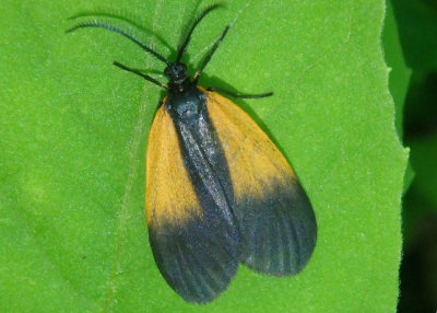 4639 - Pyromorpha dimidiata; Orange-patched Smoky Moth