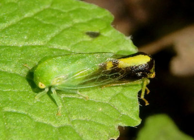 Atymna querci; Treehopper species pair