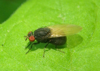 Minettia/obscura complex; Lauxaniid Fly species