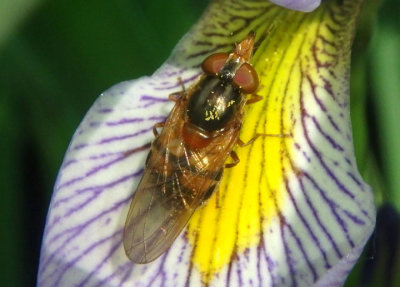 Rhingia nasica; Syrphid Fly species; female