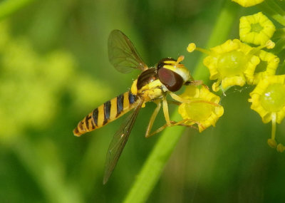 Sphaerophoria contigua; Syrphid Fly species; female