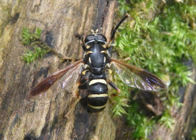 Temnostoma balyras; Syrphid Fly species