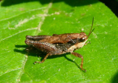 Tettigidea lateralis; Black-sided Pygmy Grasshopper