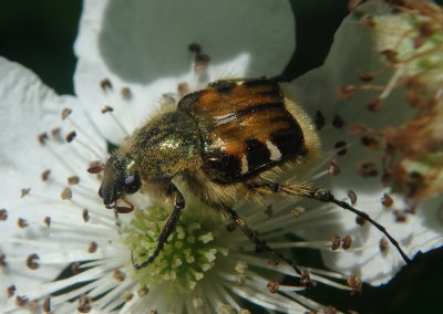 Trichiotinus viridans; Flower Chafer species