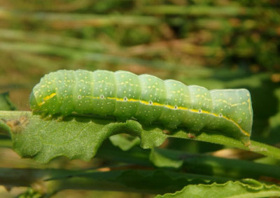 9638 - Amphipyra pyramidoides; Copper Underwing caterpillar