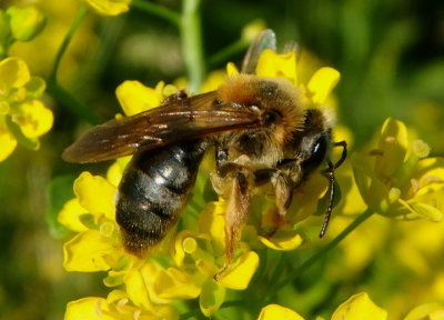 Andrena Miner Bee species
