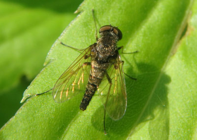 Chrysopilus Snipe Fly species; male