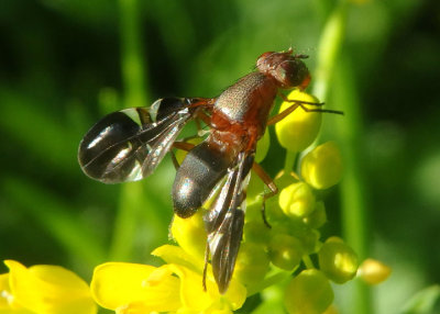 Delphinia picta; Picture-winged Fly species