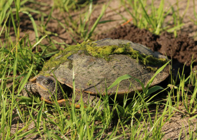 False Map Turtle