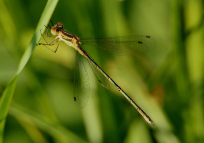 Lestes unguiculatus; Lyre-tipped Spreadwing; young male