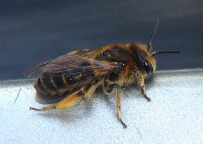 Melandrena Miner Bee species