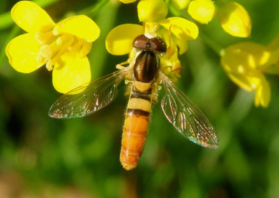 Sphaerophoria contigua; Syrphid Fly species; male