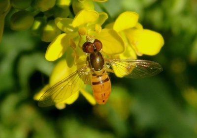 Toxomerus marginatus; Syrphid Fly species; male