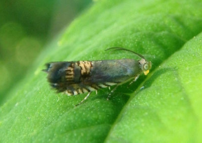 3430 - Grapholita angeleseana; Tortricid Moth species