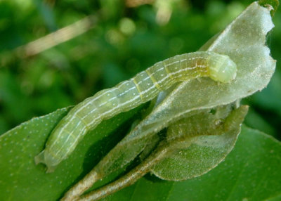 10518 - Achatia distincta; Distinct Quaker caterpillar