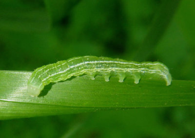 10518 - Achatia distincta; Distinct Quaker caterpillar