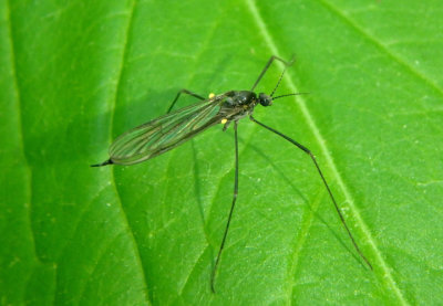 Gnophomyia tristissima; Limoniid Crane Fly species