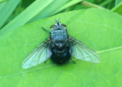 Leschenaultia Tachinid Fly species