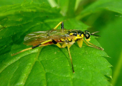 Xylomya tenthredinoides; Xylomid Fly species