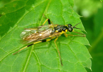 Xylomya simillima; Xylomid Fly species