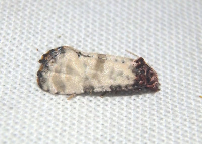 3833 - Platphalonidia lavana; Tortricid Moth species