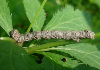 6658 - Phigalia titea; Half-Wing caterpillar